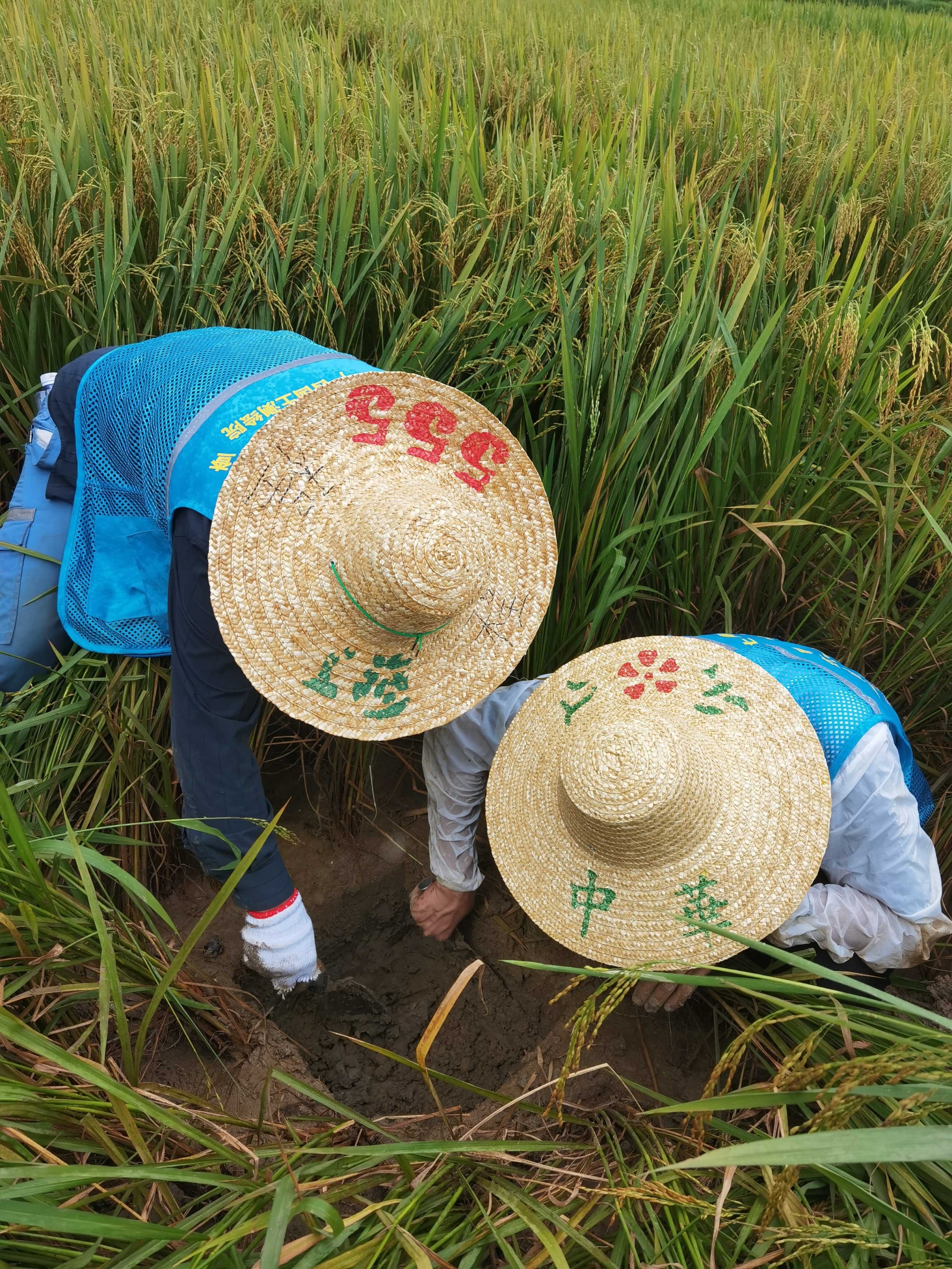 采集水田表层土壤样品.jpg