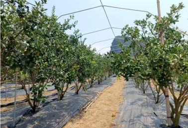 脆蜜金柑三伏天与台风季管理技术要点