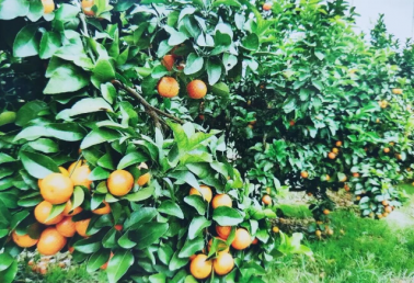 金秋砂糖橘丰产优质栽培技术