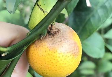 砂糖橘炭疽病的防治