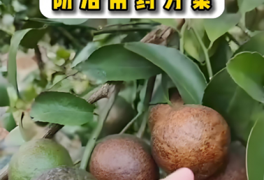 柑橘锈壁虱的防治