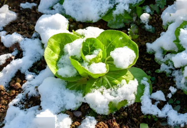 【冬季蔬菜防灾减灾指导意见】如何防范应对低温寡照天气