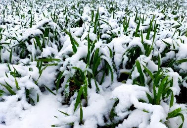 园艺作物应对低温冻害技术指导意见