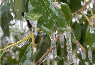【冬季蔬菜防灾减灾指导意见】如何防范应对低温连阴雨天气